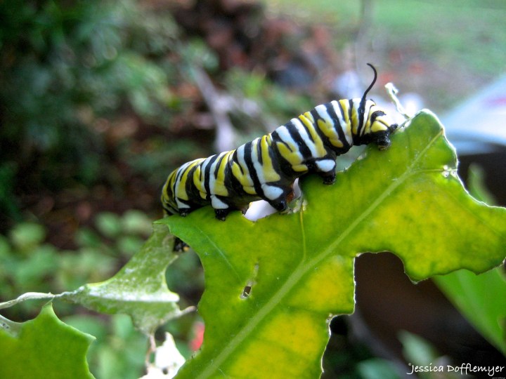 2015-09-02_caterpillar close