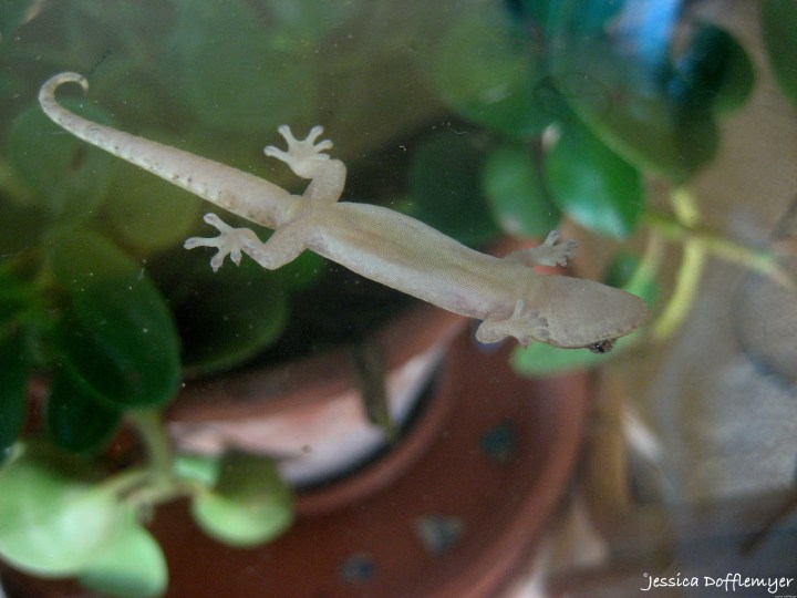 2015-09-07_gecko connected