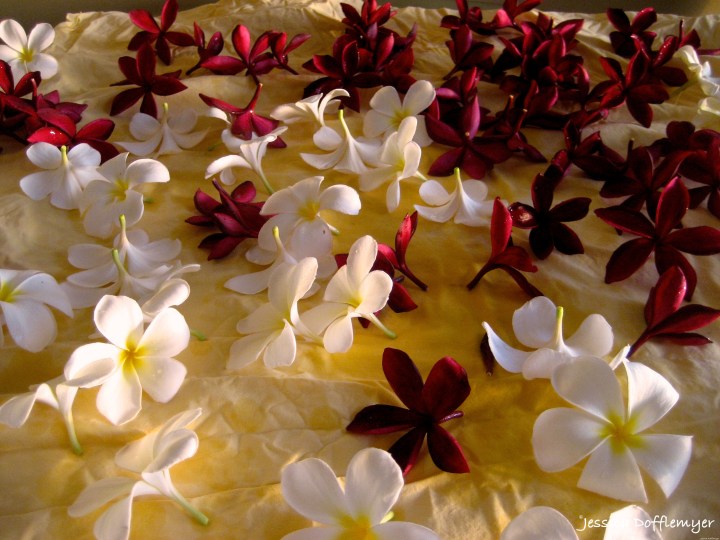 2015-09-14_plumerias_close