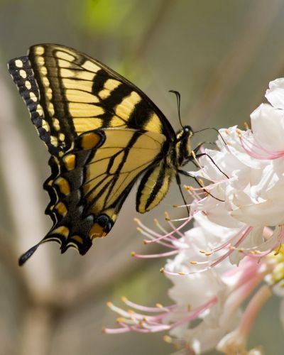 courtesy of Earth Gifts: Healers and Messengers