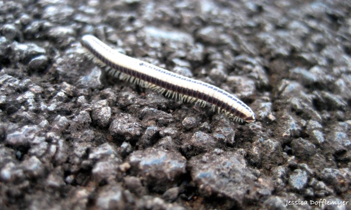 Millipede 2015-11-19