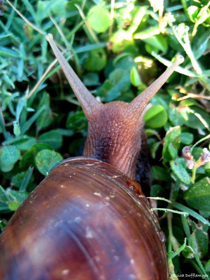 snail 2015-11-19