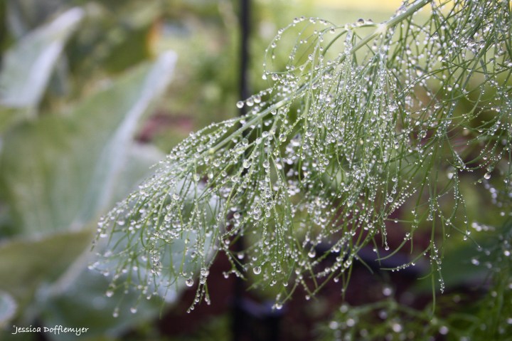 2016-01-11_dill and dew