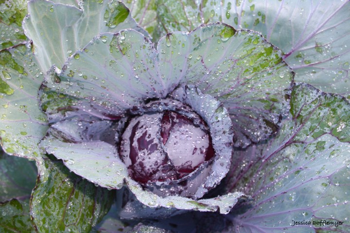 2016-01-12_cabbage