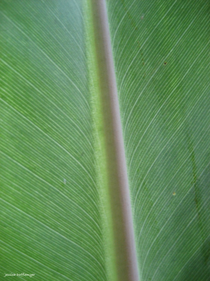 baby banana leaf