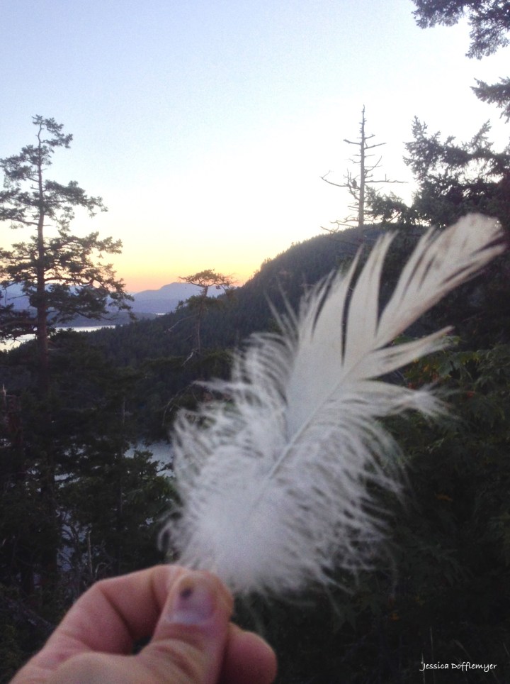 bald eagle feather