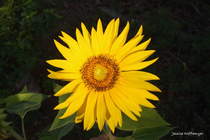 2016-07-11_Sunflower open
