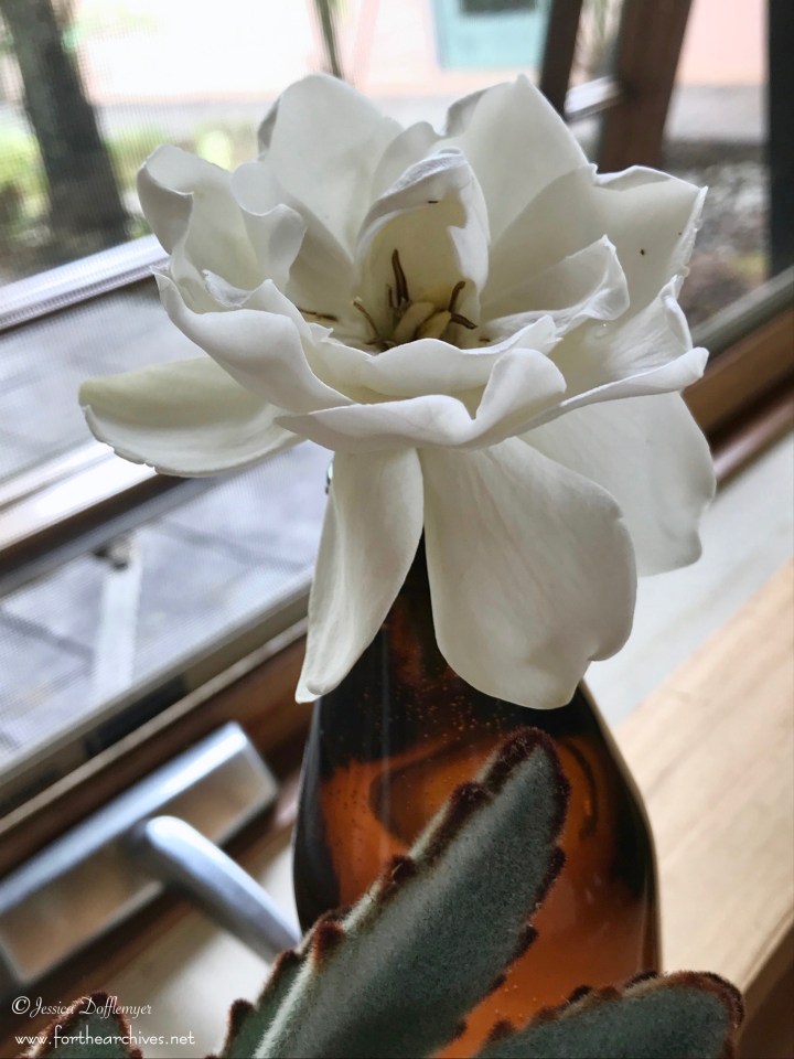 2018-05-28_gardenia1